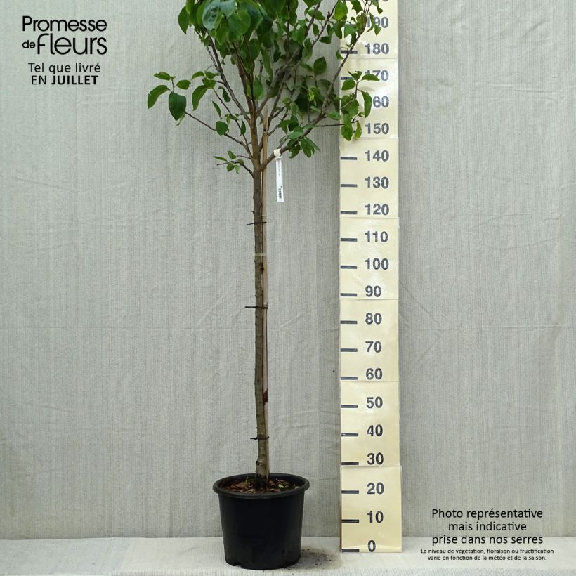 Prunus domestica Reine Claude Dorée - Common plum 7.5L/10L pot, Half standard sample as delivered in summer