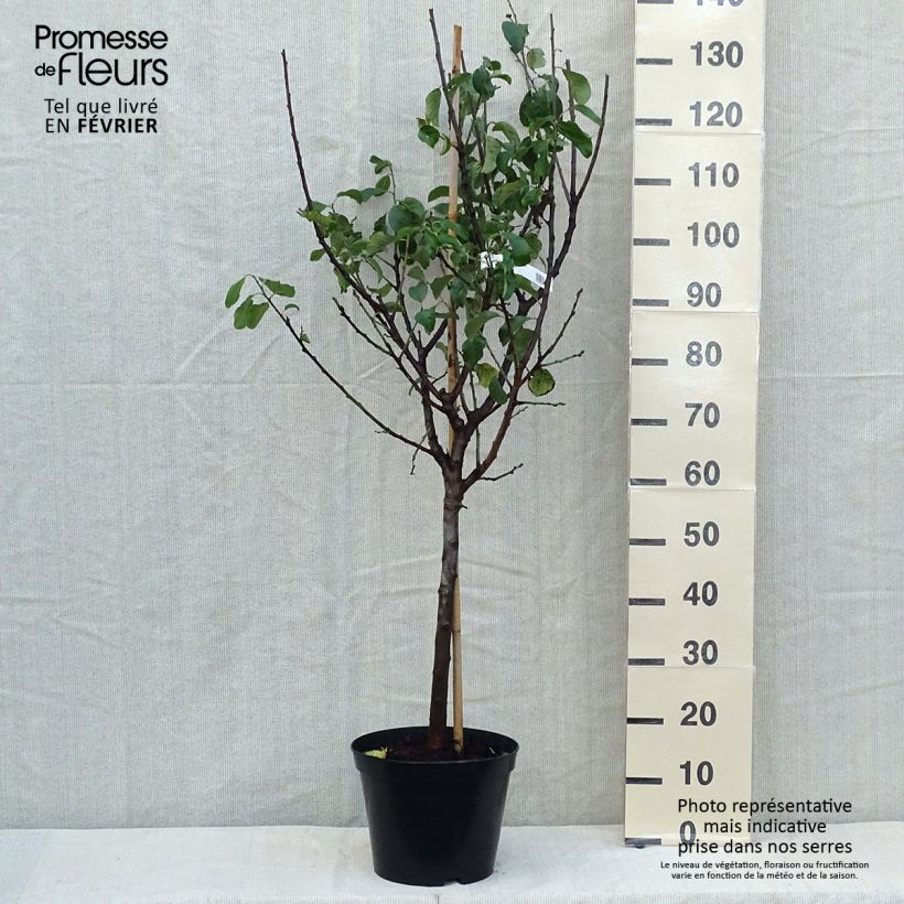 Prunus domestica Reine Claude Moissac - Common plum 7.5L/10L pot, Goblet sample as delivered in autumn