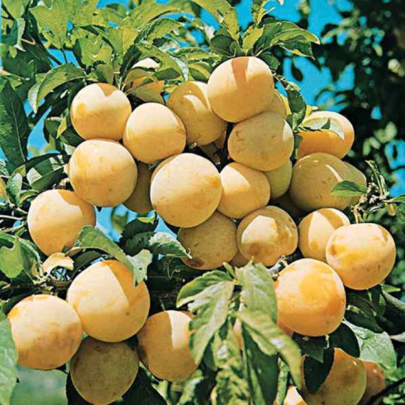 Prunus domestica Reine Claude d'Oullins - Organic Common plum (Harvest)