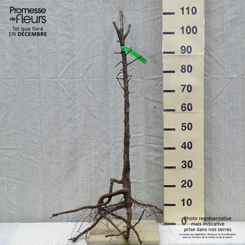 Prunus domestica Reine Claude d'Althan - Common plum sample as delivered in winter