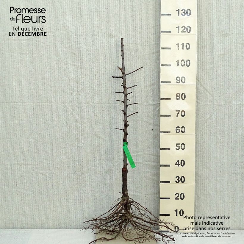 Prunus domestica Reine Claude d'Oullins - Organic Common plum Bare root, Scion sample as delivered in winter