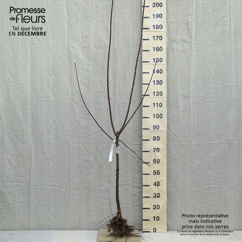 Prunus domestica Reine Claude d'Oullins - Common plum Bare root, Goblet sample as delivered in winter