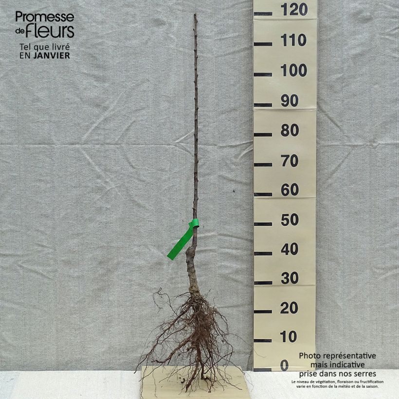 Prunus domestica Reine Claude de Bavay - Organic Common plum Bare root, Scion sample as delivered in winter