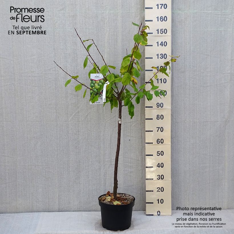 Prunus domestica Reine Claude de Bavay - Common plum 7.5L/10L pot, Goblet sample as delivered in autumn