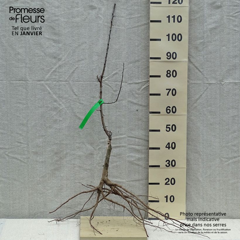 Prunus domestica Reine Claude de Chambourcy - Common plum sample as delivered in winter