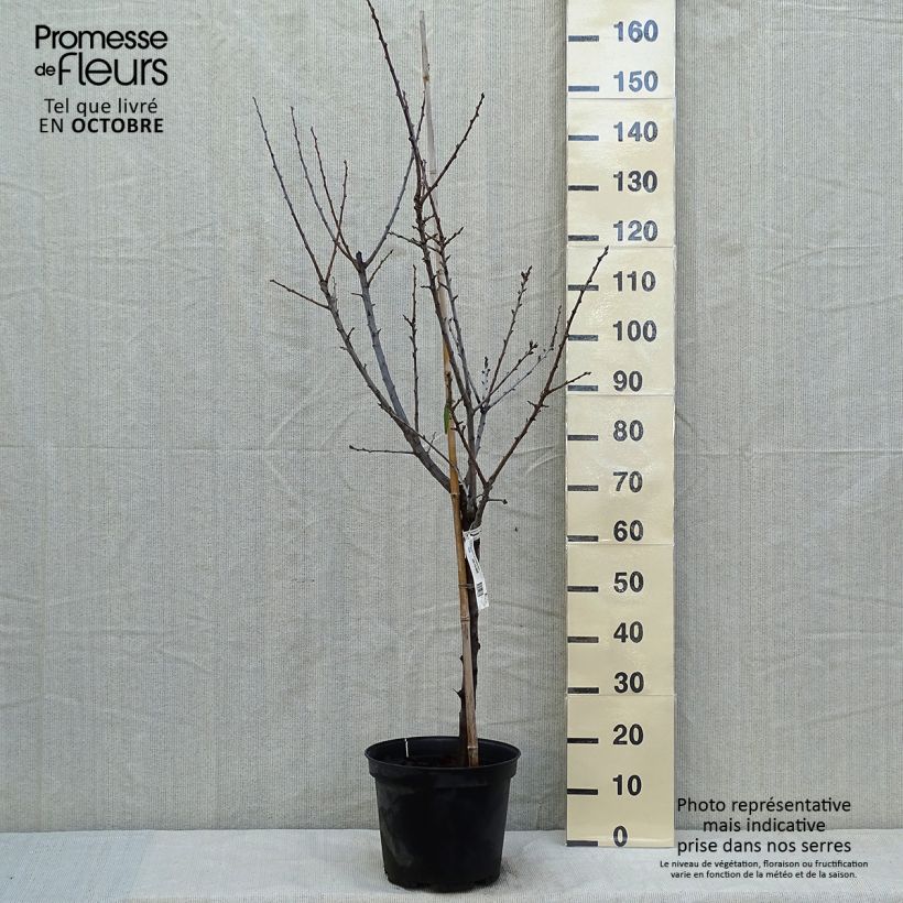 Prunus domestica Reine Claude de Chambourcy - Common plum 7.5L/10L pot, Goblet sample as delivered in autumn