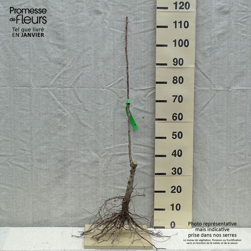 Prunus domestica Thames Cross - Common plum Bare root, Scion sample as delivered in winter