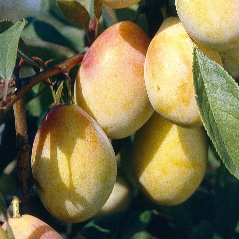 Prunus domestica Thames Cross - Common plum (Harvest)