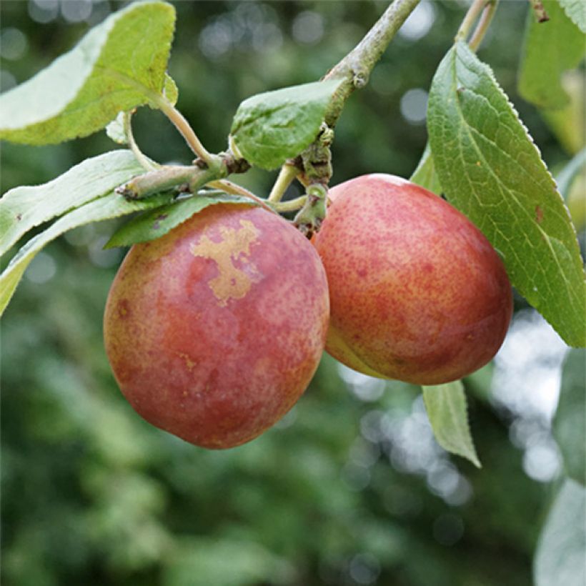 Prunus domestica Victoria - Common plum (Harvest)
