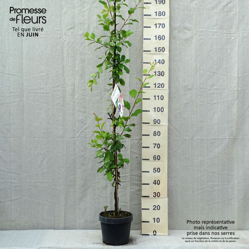 Prunus domestica Quetsche toronto - Common plum sample as delivered in spring