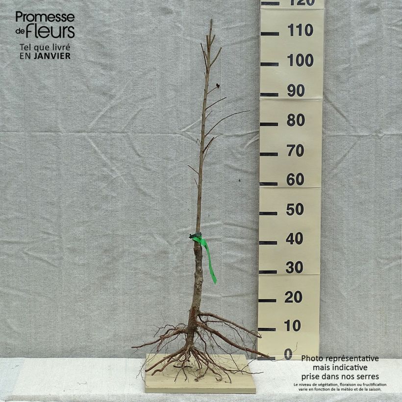 Japanese Plum Allo Organic - Prunus salicina Bare root, Scion sample as delivered in winter