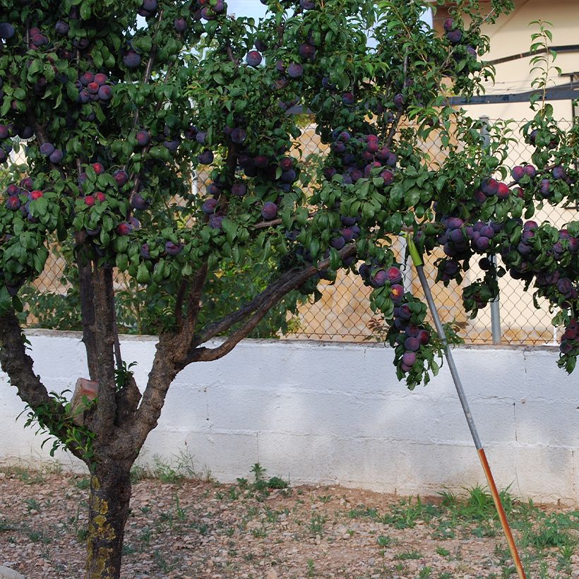 Organic Black Amber Japanese Plum - Prunus salicina (Plant habit)