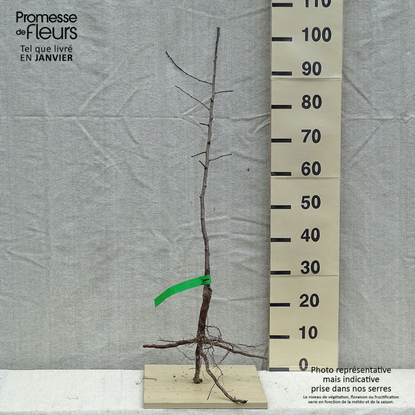 Methley or Metley Organic Japanese Plum - Prunus salicina Bare root, Scion sample as delivered in winter