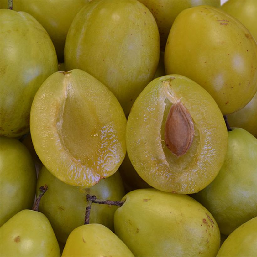 Prunus domestica  Goldust - Common plum (Harvest)