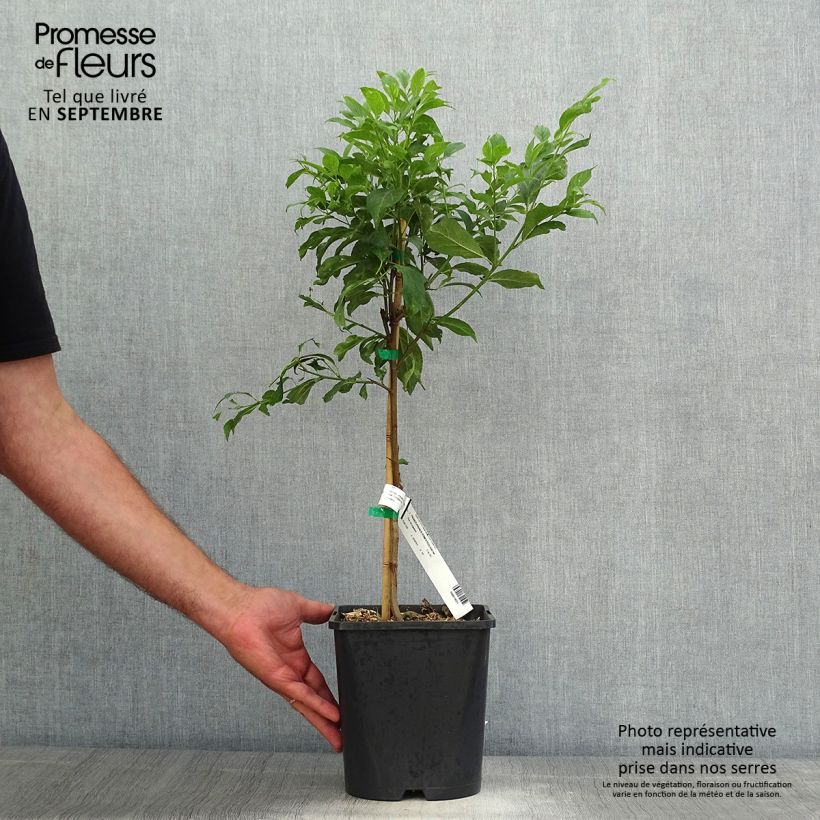Prunus domestica Fruit Me Plum Me - Common plum 4L/5L pot, Dwarf sample as delivered in autumn