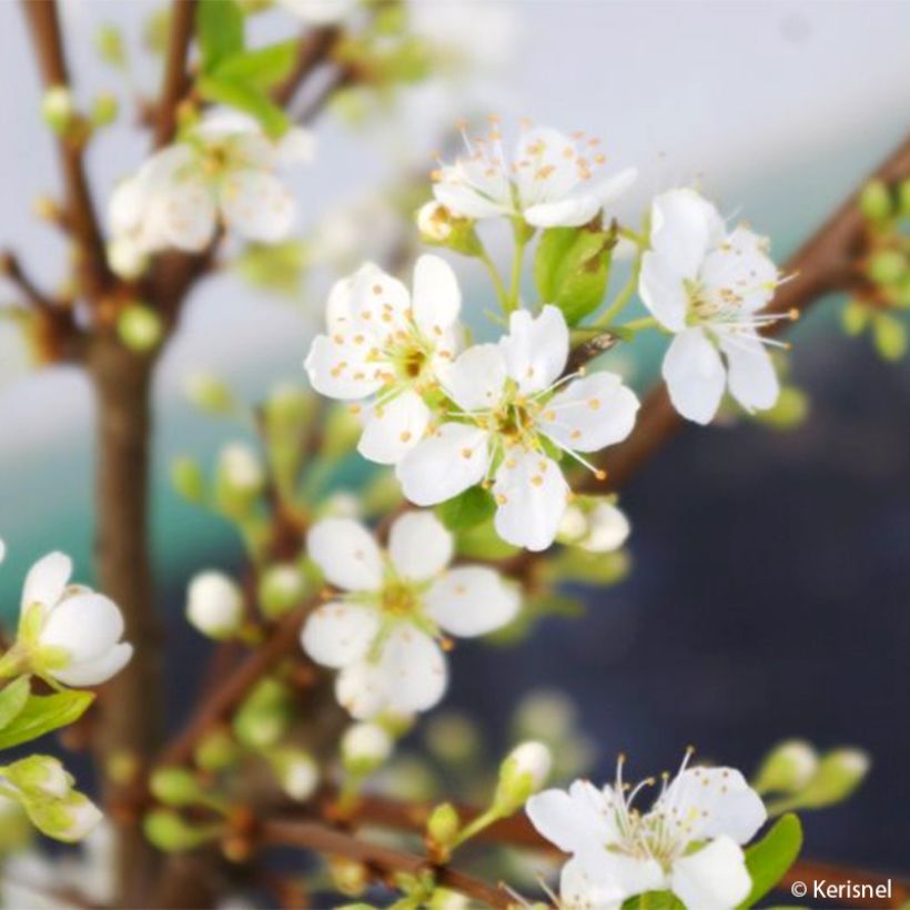 Prunus domestica Fruit Me Plum Me - Common plum (Flowering)