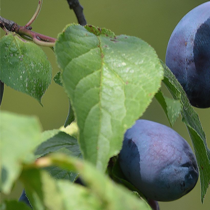 Prunus domestica Fruit Me Plum Me - Common plum (Foliage)