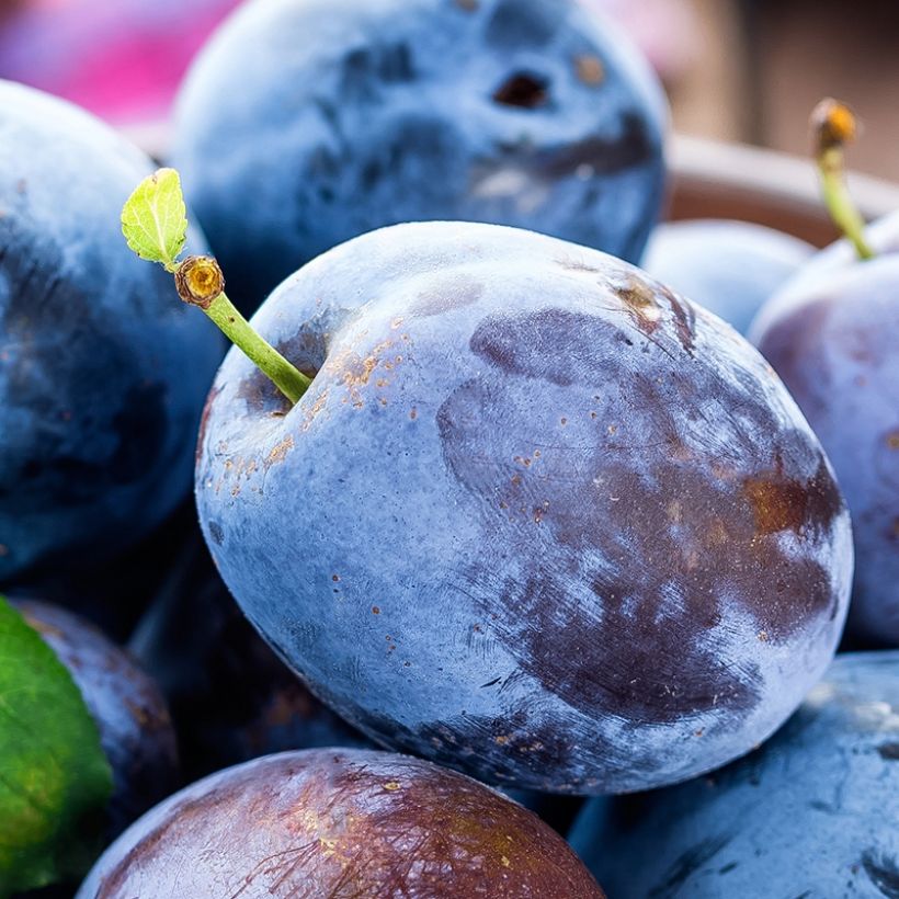 Prunus domestica Fruit Me Plum Me - Common plum (Harvest)