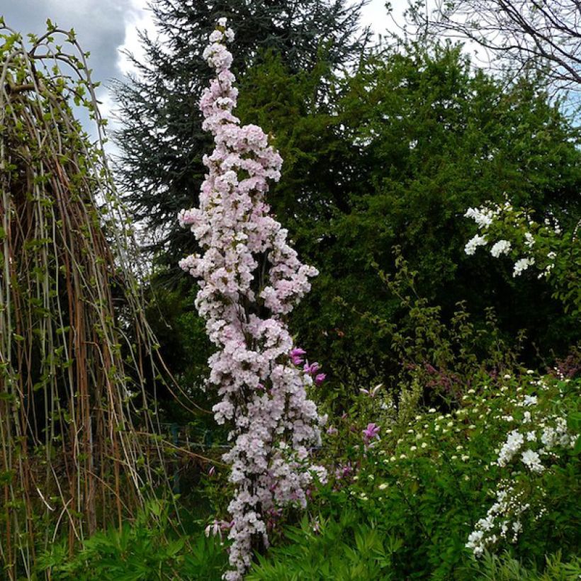 Prunus serrulata Amanogawa - Japanese Cherry (Plant habit)