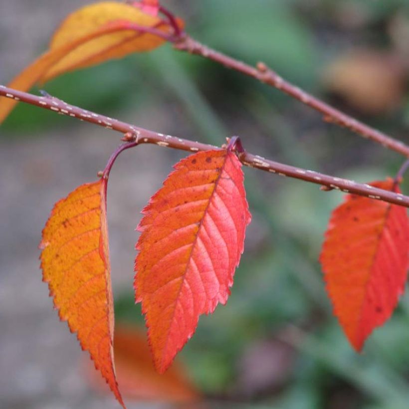 Prunus Okame - Cherry (Foliage)