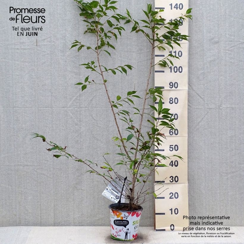 Prunus Okame - Cherry 4L/5L pot sample as delivered in summer