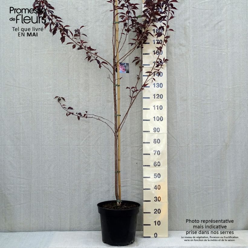 Prunus serrulata Royal Burgundy - Japanese Cherry sample as delivered in spring