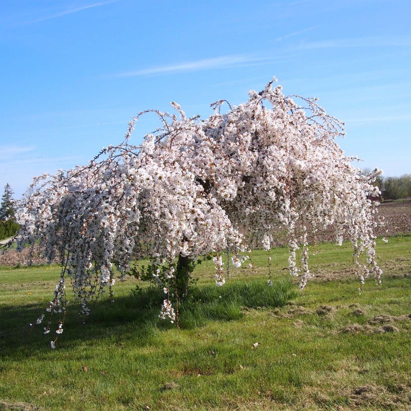 Prunus Snow Fountains - Cherry (Plant habit)