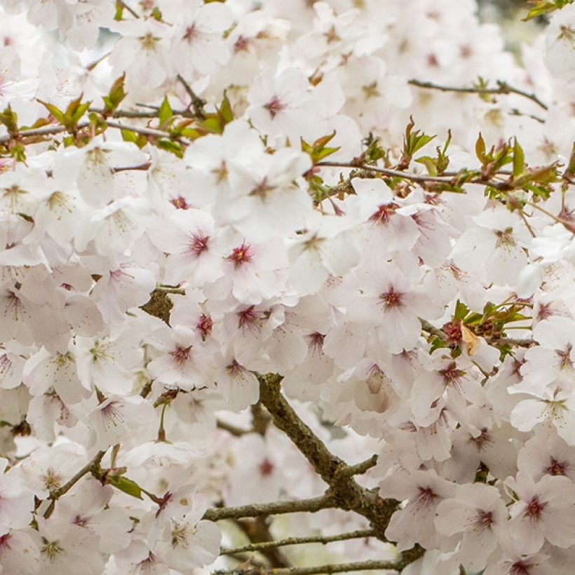 Prunus The Bride (Flowering)