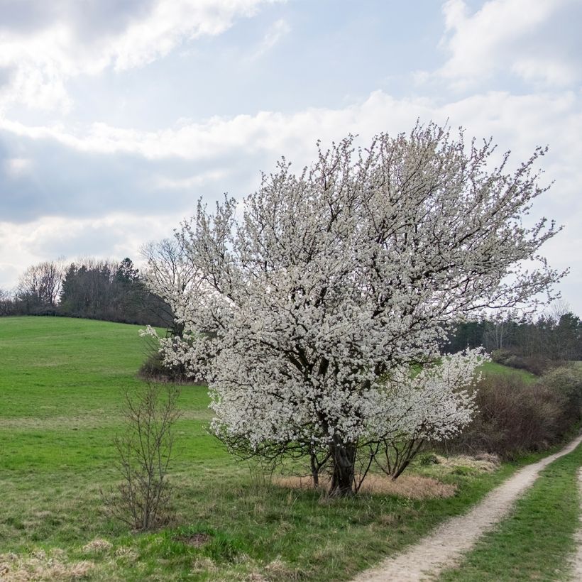 Prunus  The Bride (Plant habit)