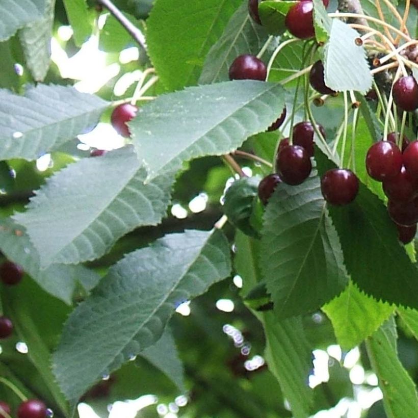 Prunus avium Moreau - Cherry Tree (Foliage)