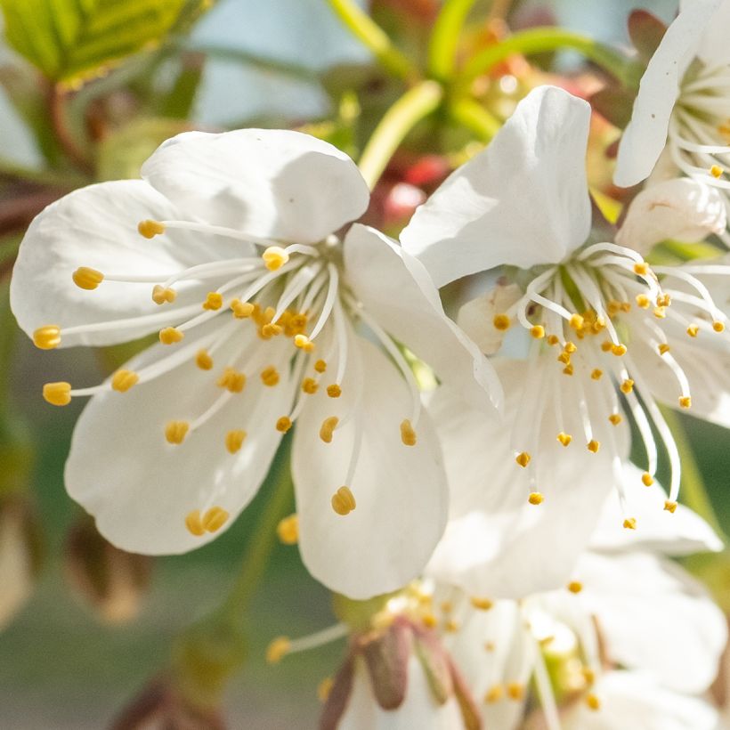 Prunus avium Schneiders Späte Knorpelkirsche - Cherry Tree (Flowering)