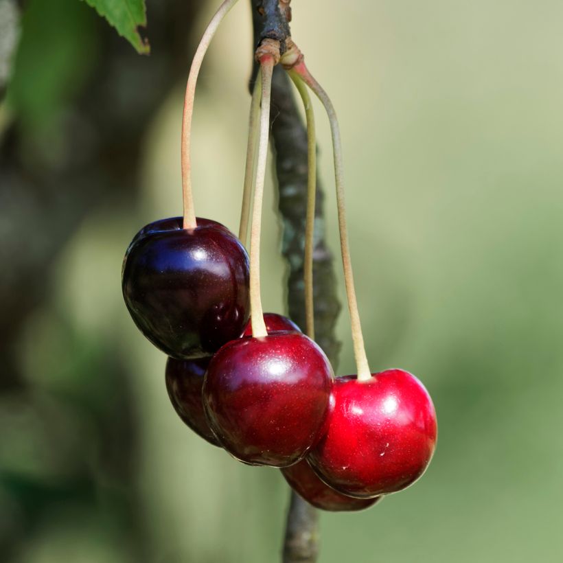 Prunus avium Schneiders Späte Knorpelkirsche - Cherry Tree (Harvest)