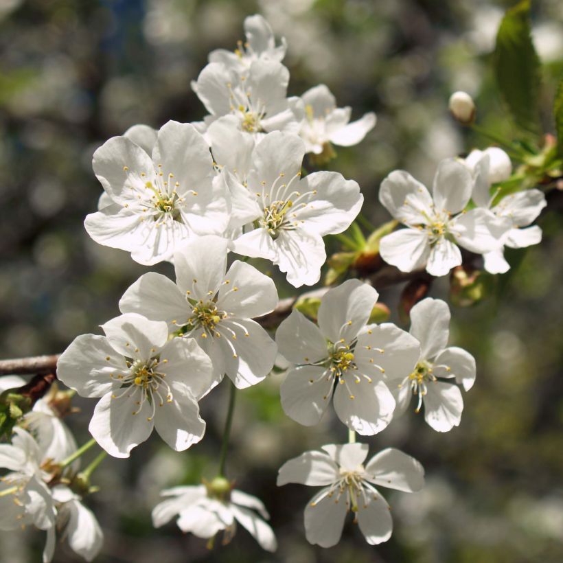 Prunus cerasus Anglaise Hâtive - Organic Tart Cherry Tree (Flowering)