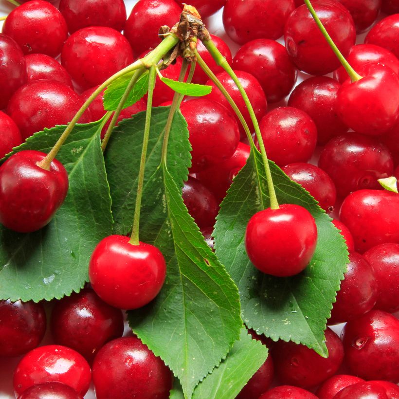 Prunus cerasus Cerise Allégria Delbard - Tart Cherry Tree (Flowering)