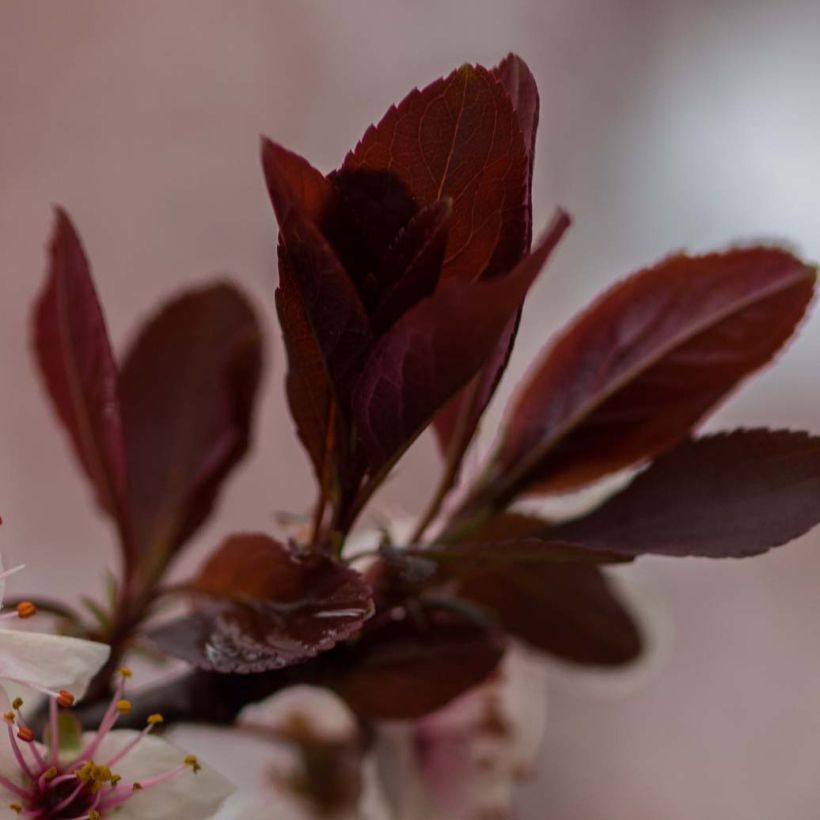 Prunus x cistena - Purple-leaved Sand Cherry (Foliage)