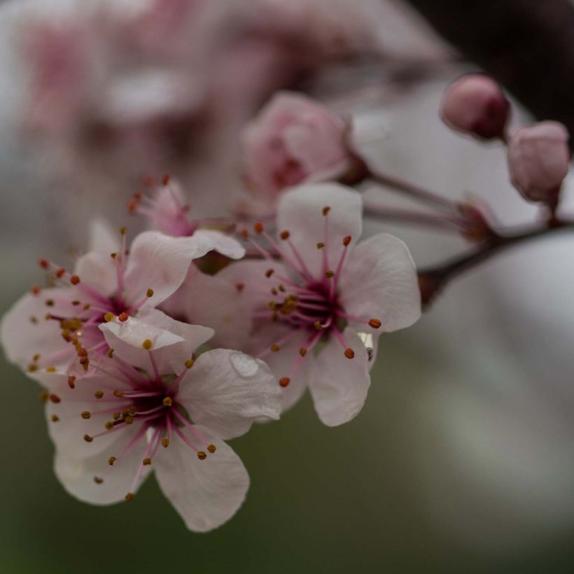 Prunus x cistena - Purple-leaved Sand Cherry (Flowering)