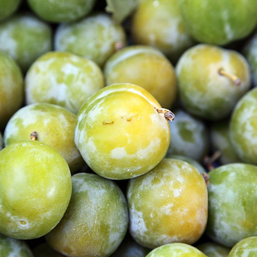 Prunus domestica Reine Claude Moissac - Common plum (Harvest)