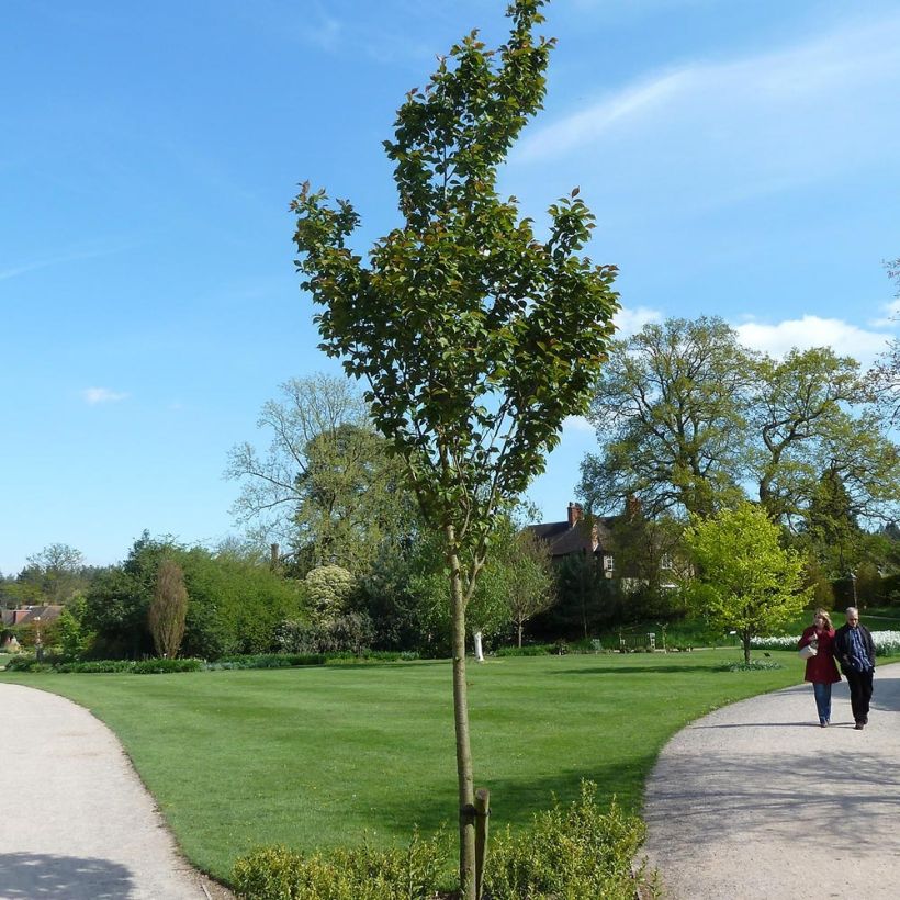 Prunus hillieri Spire - Cherry (Plant habit)