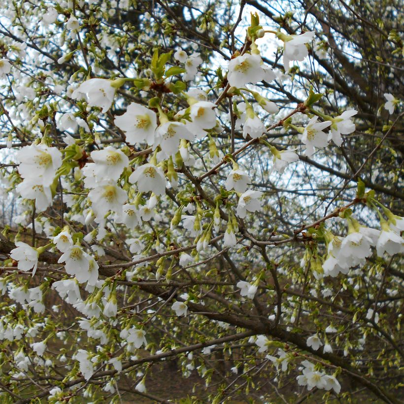Prunus incisa Yamadei - Cherry (Flowering)