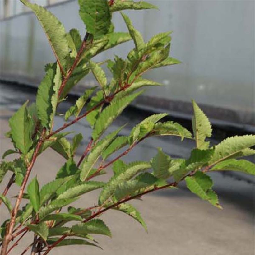 Prunus nipponica var. kurilensis Ruby - Kuril Cherry (Foliage)