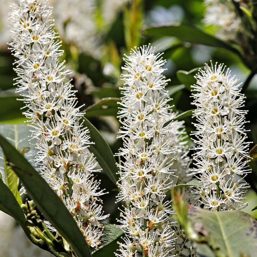 Prunus laurocerasus Etna- Cherry Laurel (Flowering)