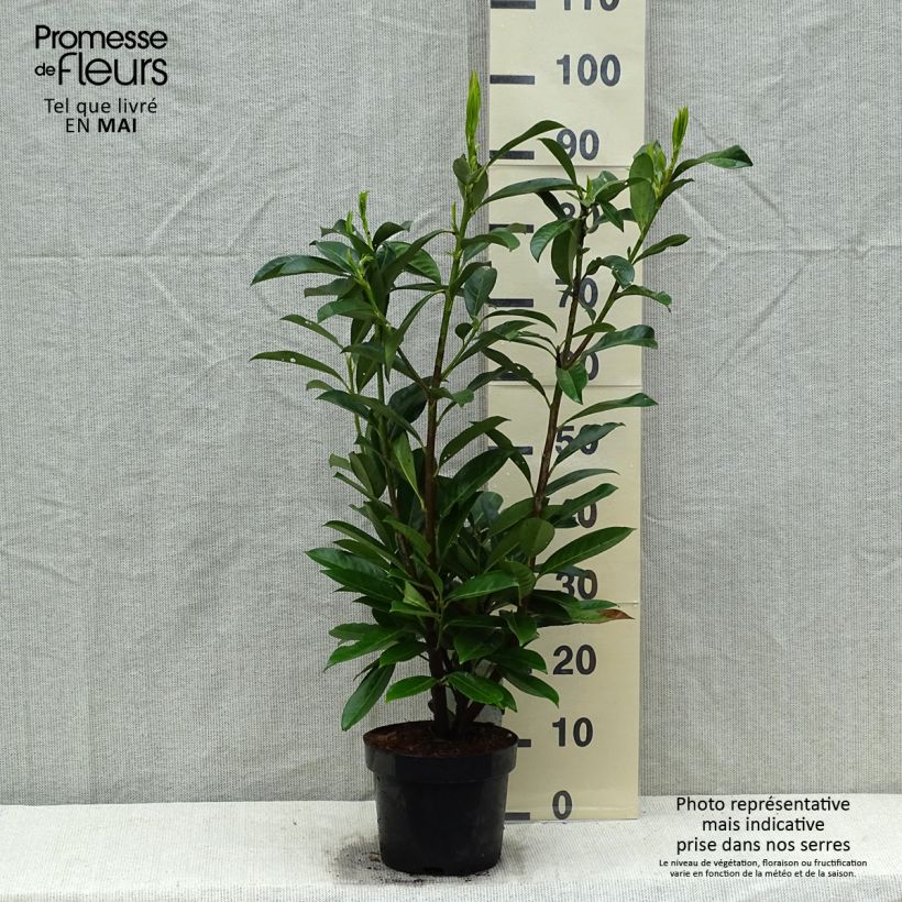 Prunus laurocerasus Caucasica - Caucasian Laurel sample as delivered in spring