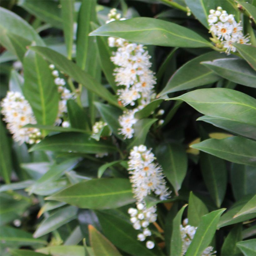 Prunus laurocerasus Caucasica - Caucasian Laurel (Flowering)