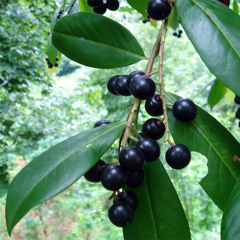Prunus laurocerasus Caucasica - Caucasian Laurel (Harvest)
