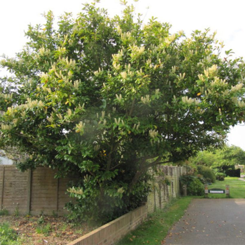 Prunus laurocerasus Caucasica - Caucasian Laurel (Plant habit)