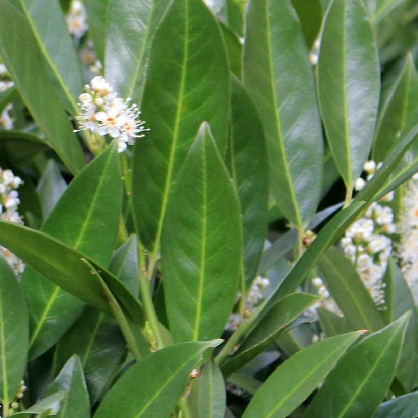 Prunus laurocerasus Fontanettes - Cherry Laurel (Foliage)