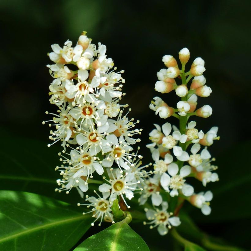 Prunus laurocerasus Fontanettes - Cherry Laurel (Flowering)