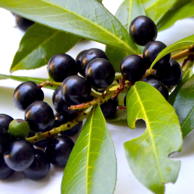 Prunus laurocerasus Fontanettes - Cherry Laurel (Harvest)