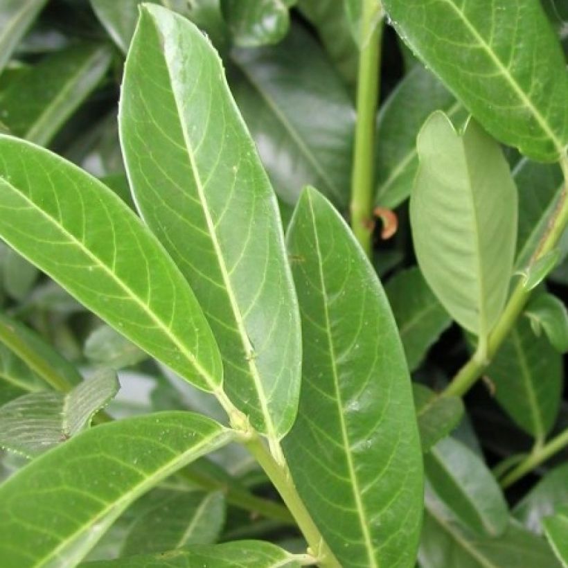 Prunus laurocerasus Genolia - Cherry Laurel (Foliage)