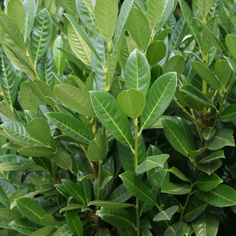 Prunus laurocerasus Greentorch - Cherry Laurel (Foliage)